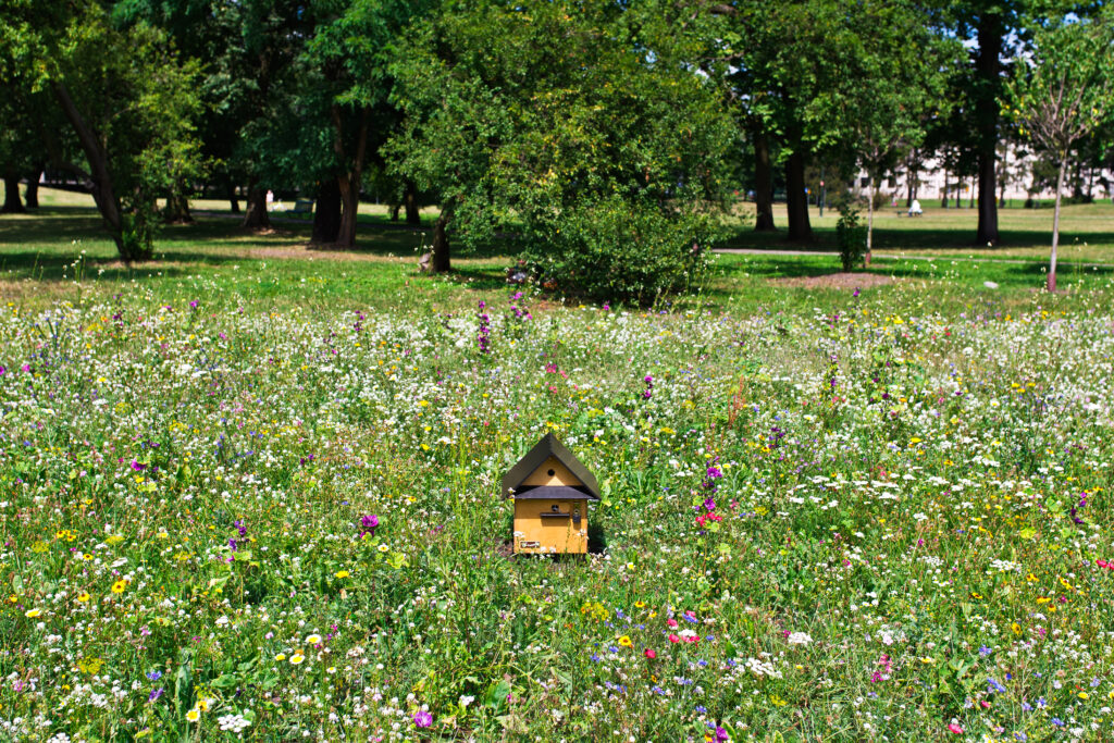 Łąki kwietne dla pszczół